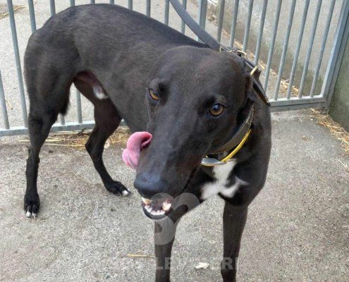 Dynamo Greyhound
