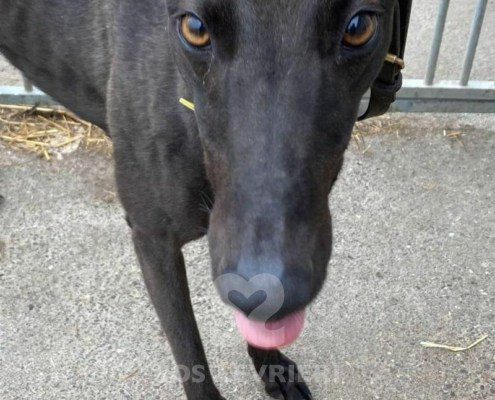 Dynamo Greyhound