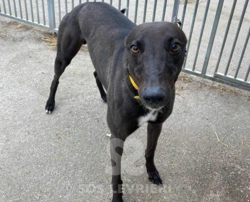 Dynamo Greyhound