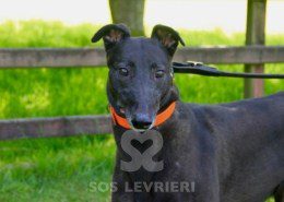 Marti Greyhound