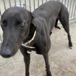 Rover 2 Greyhound