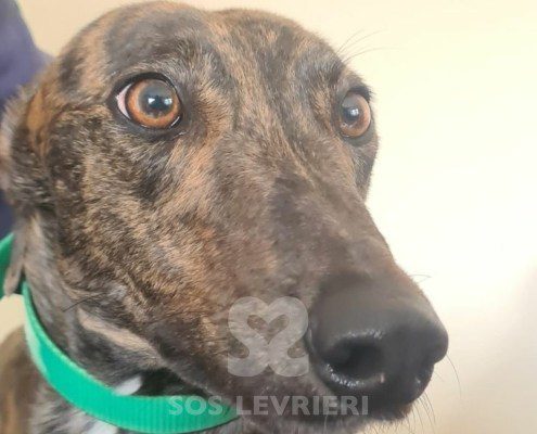 Susie Greyhound