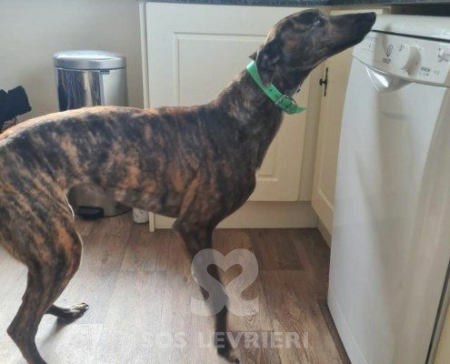 Susie Greyhound