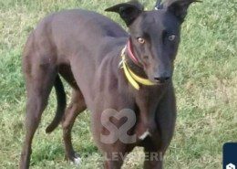 Zara Greyhound
