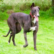 Arrivo Greyhound SOS Levrieri sabato 14 Ottobre 2023