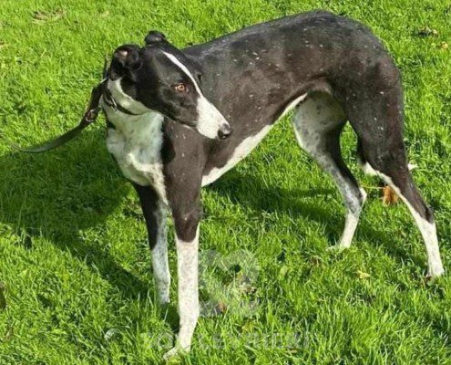 Jet Greyhound