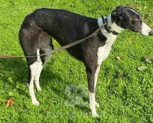 Jet Greyhound