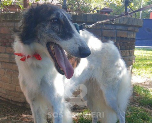 Katerina Borzoi