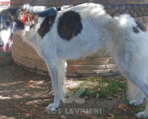 Katerina Borzoi