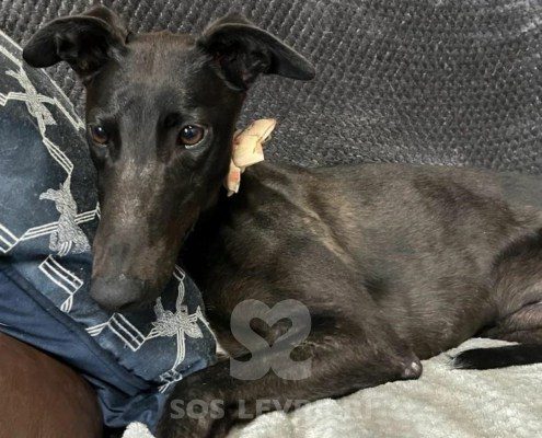 Marley Greyhound