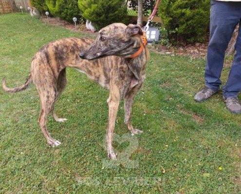 Mia 3 Greyhound