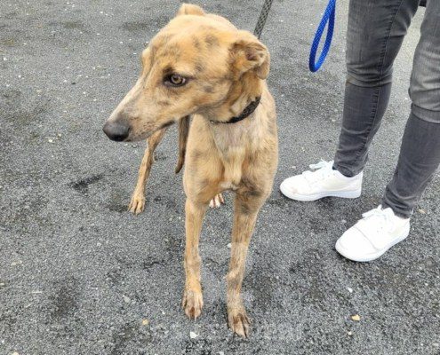 Milo Lurcher