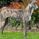 Princess 3 Greyhound