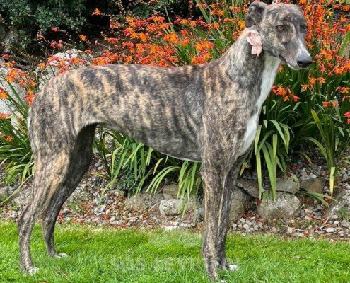 Princess 3 Greyhound