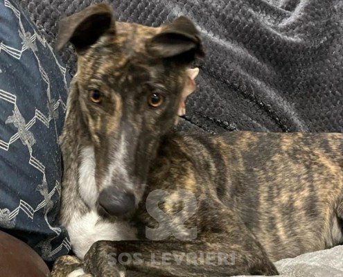 Princess 3 Greyhound