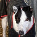 Quad Greyhound