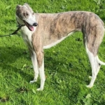 Queenie Greyhound