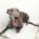 Rocket Greyhound