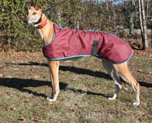 Blake Greyhound
