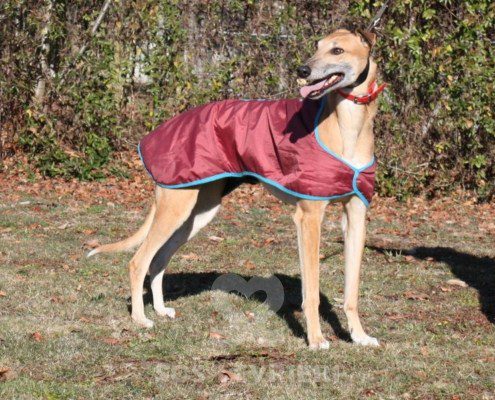 Blake Greyhound