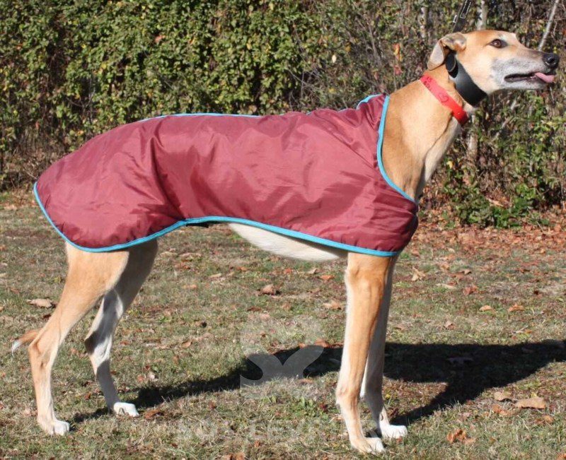 Blake Greyhound