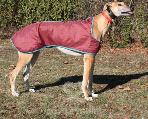 Blake Greyhound