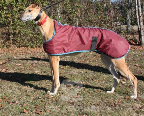 Blake Greyhound