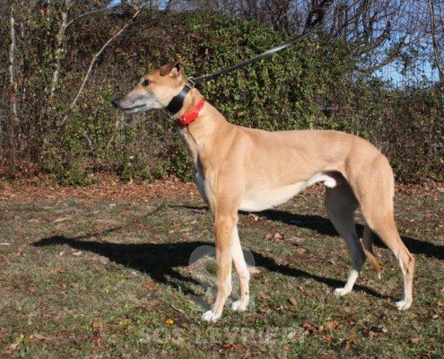 Blake Greyhound