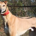 Blake Greyhound