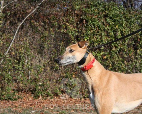 Blake Greyhound