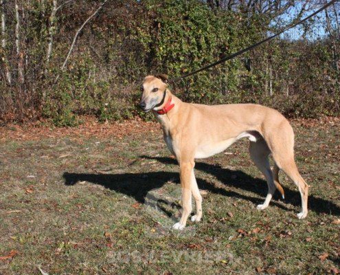 Blake Greyhound