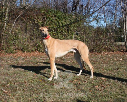 Blake Greyhound