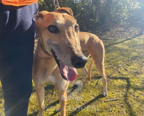 Blake Greyhound