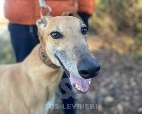 Blake Greyhound