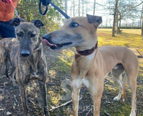 Blake Greyhound