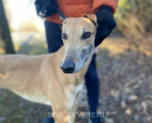 Blake Greyhound