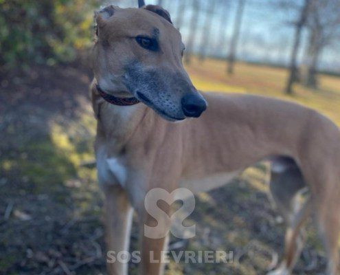 Blake Greyhound