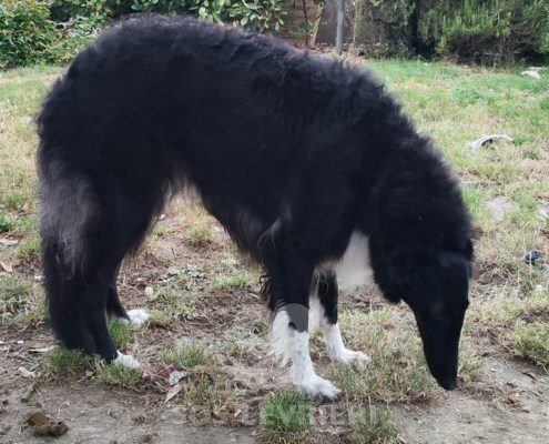 Charlotte Borzoi