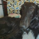 Charlotte Borzoi
