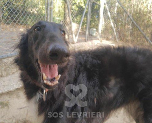 Charlotte Borzoi