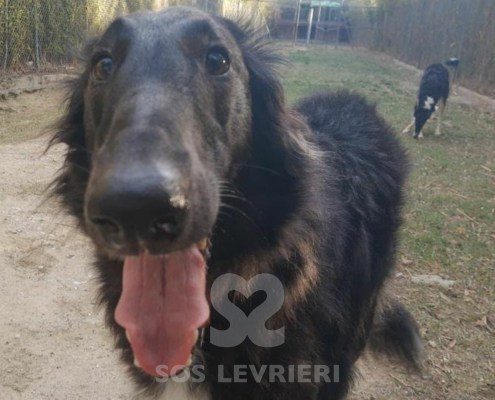 Charlotte Borzoi