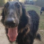 Charlotte Borzoi