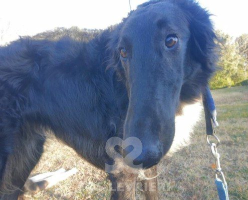 Charlotte Borzoi
