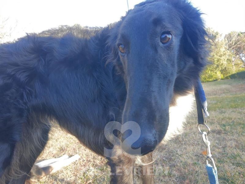 Charlotte Borzoi