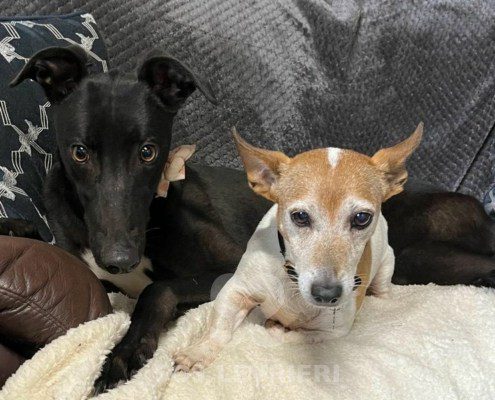 Coralie Greyhound