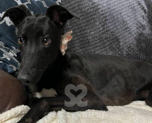 Coralie Greyhound