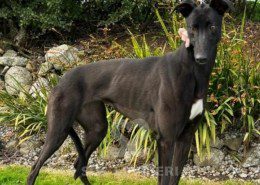 Coralie Greyhound