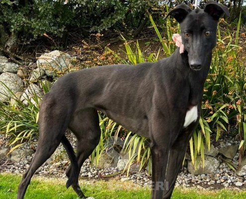 Coralie Greyhound