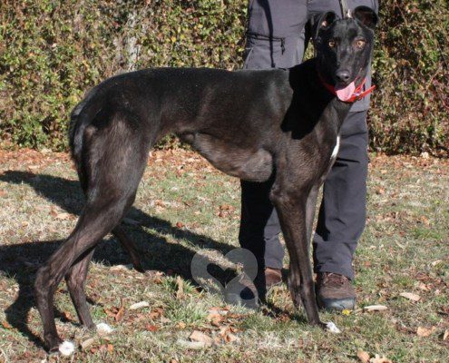 Coralie Greyhound