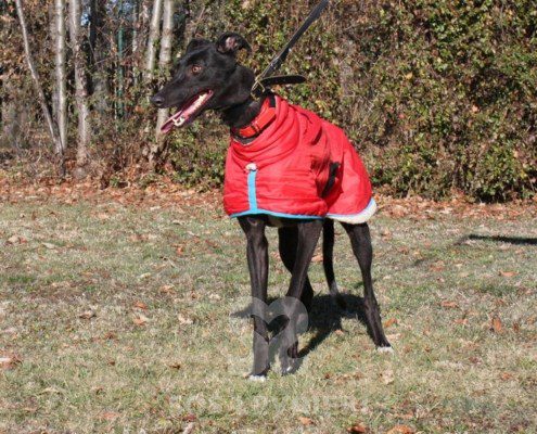 Coralie Greyhound